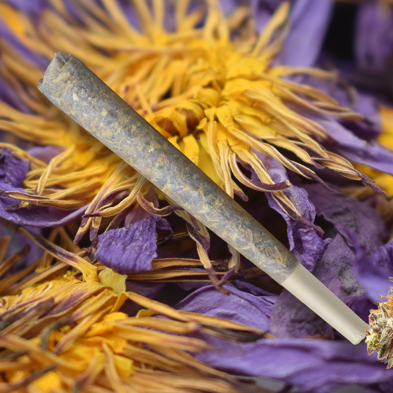 Blue Lotus Trippi Hippie Blue Lotus Trippi Hippie