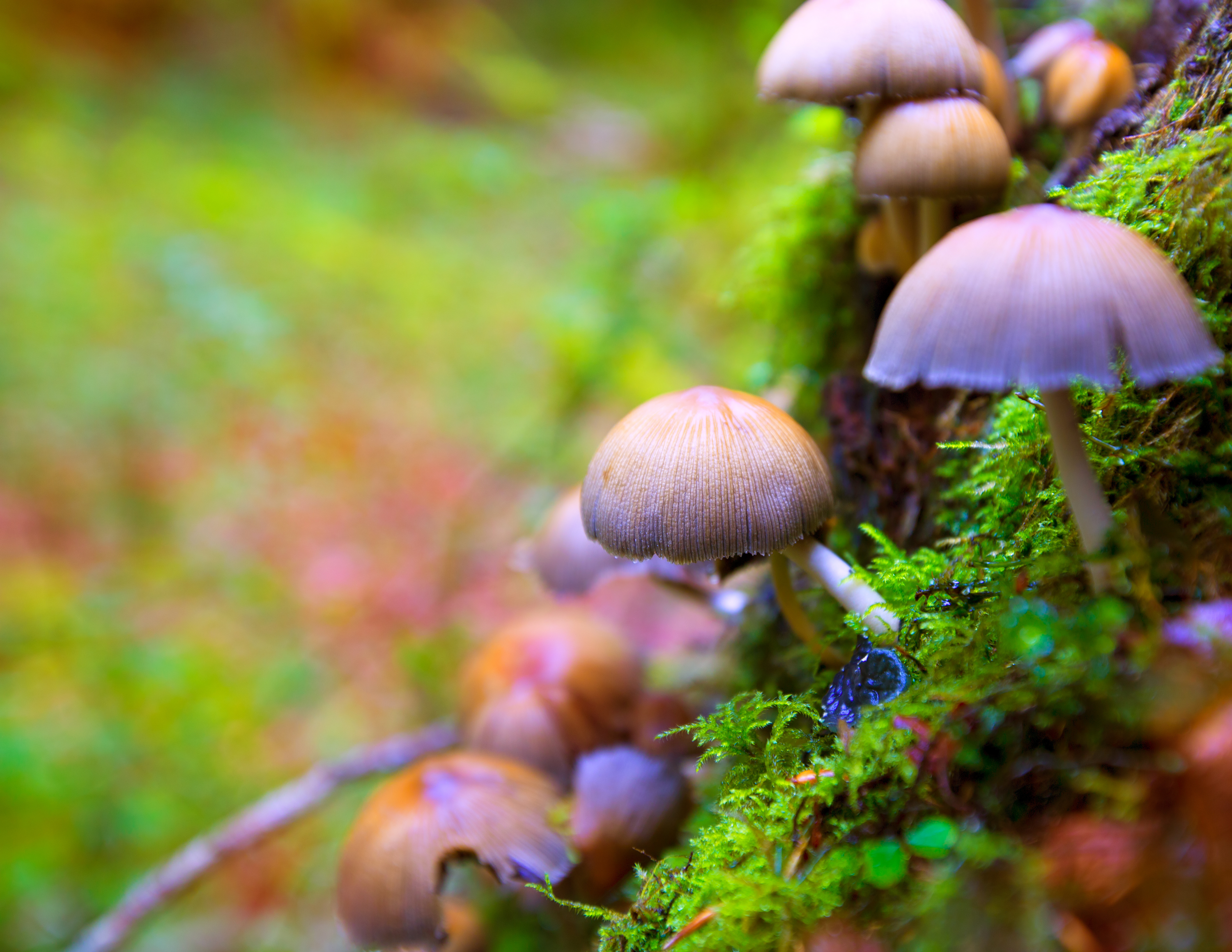 What is Microdosing?