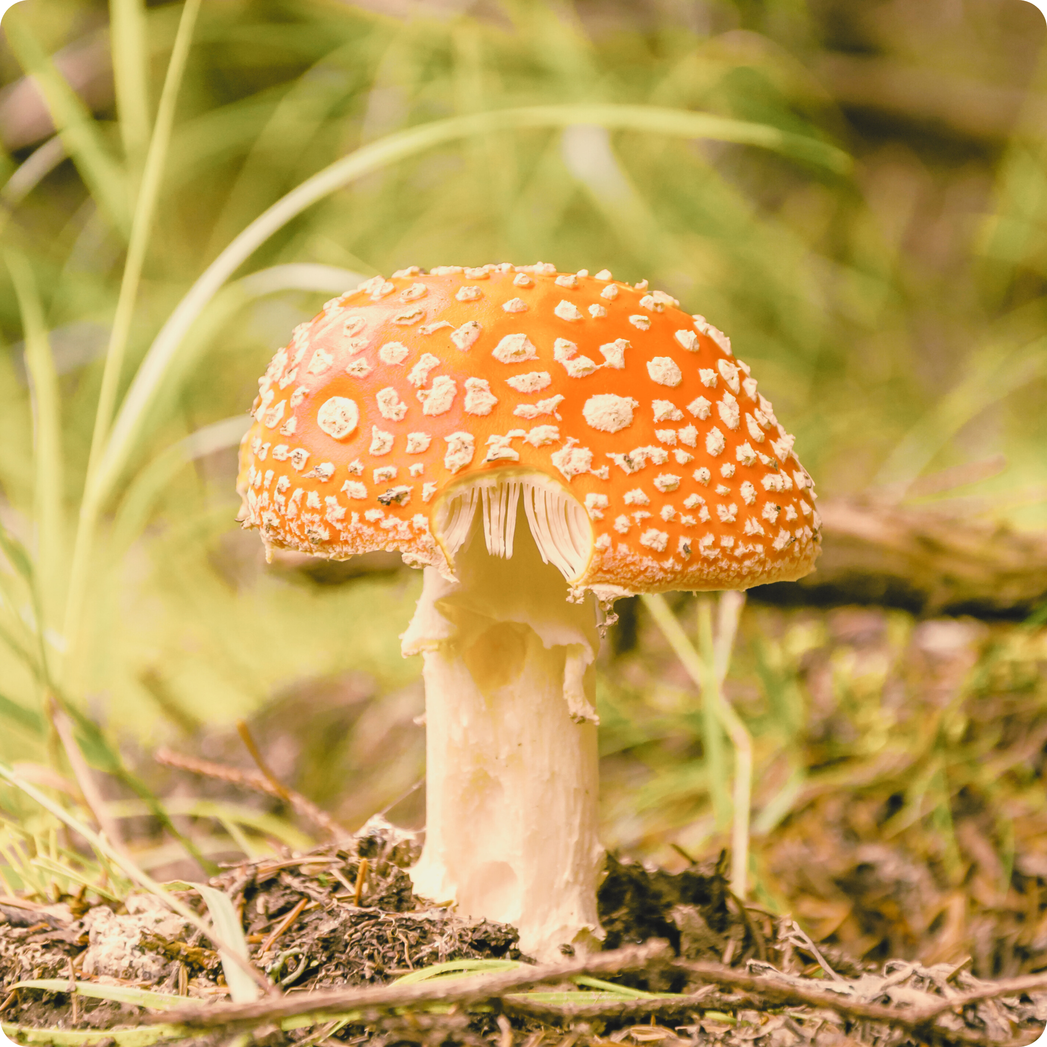 Mushroom & More