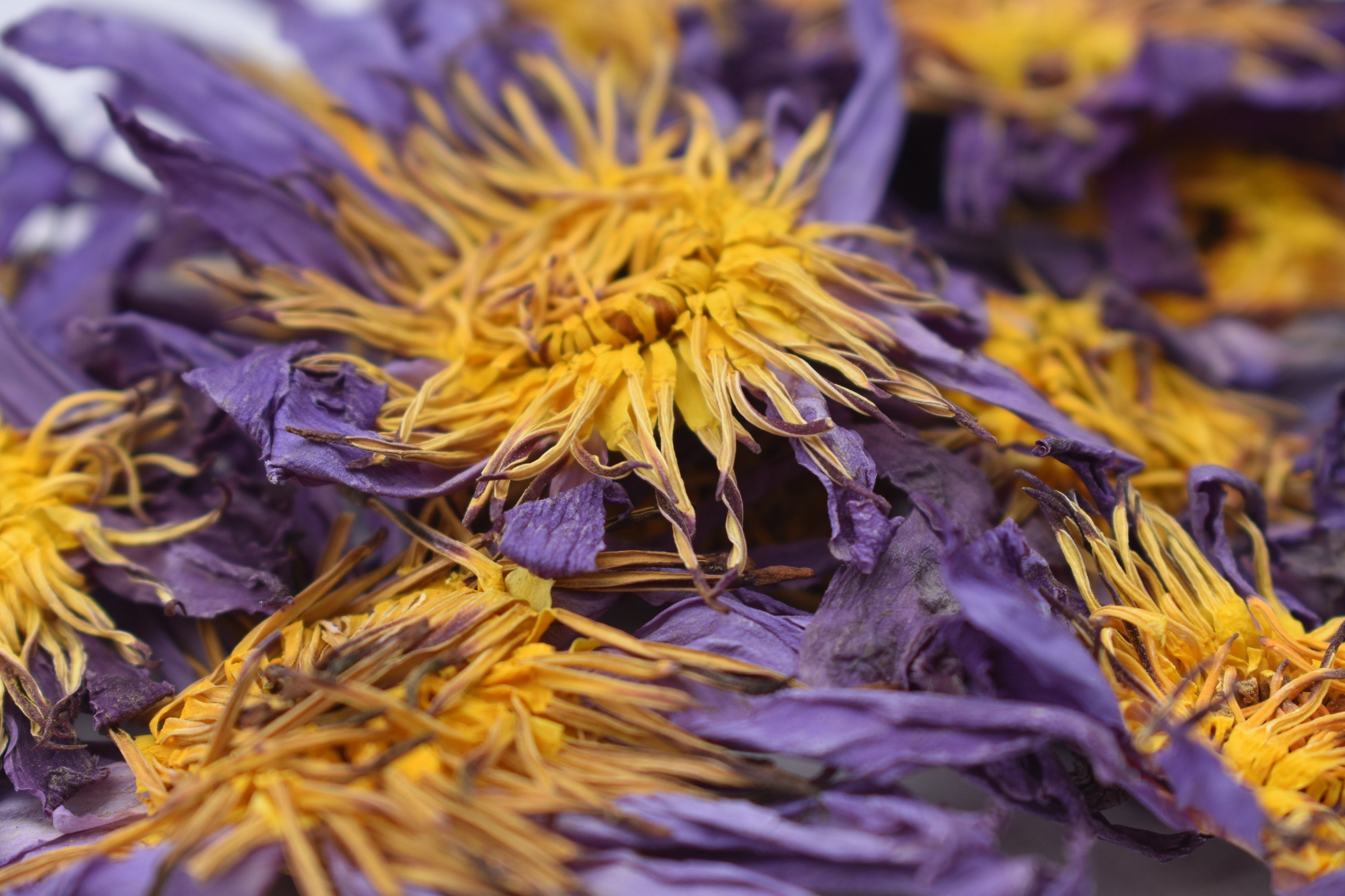 Blue Lotus